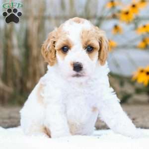 Cindy F1B, Cavapoo Puppy